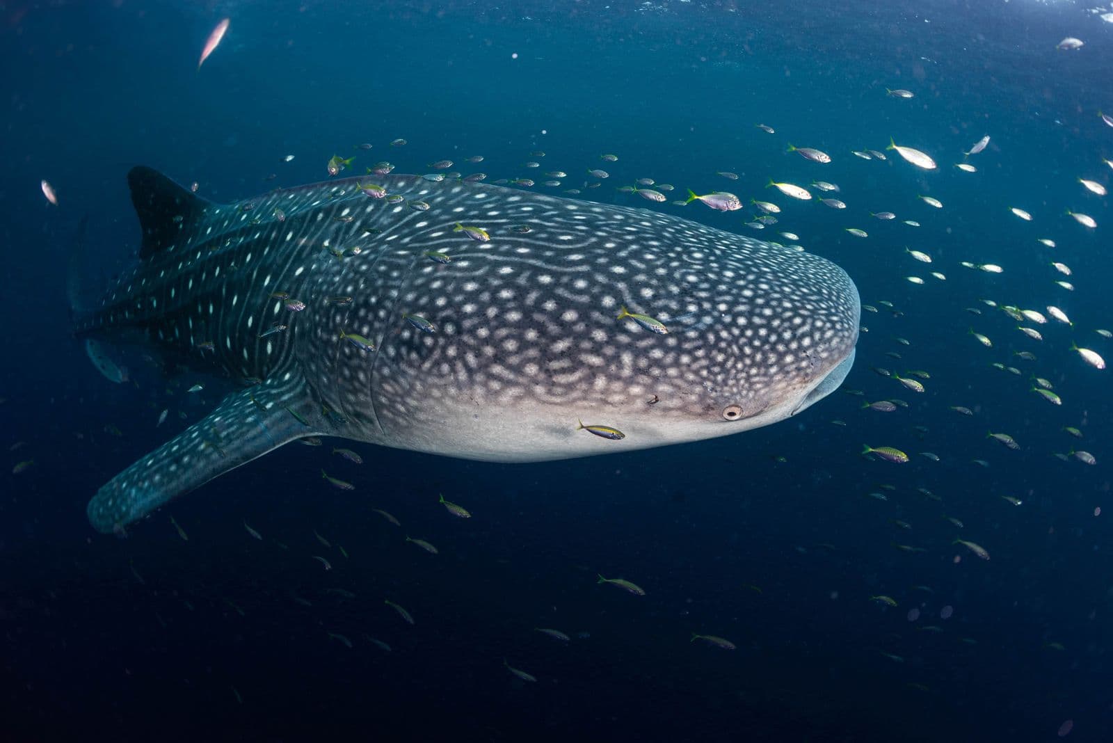 Whale Shark