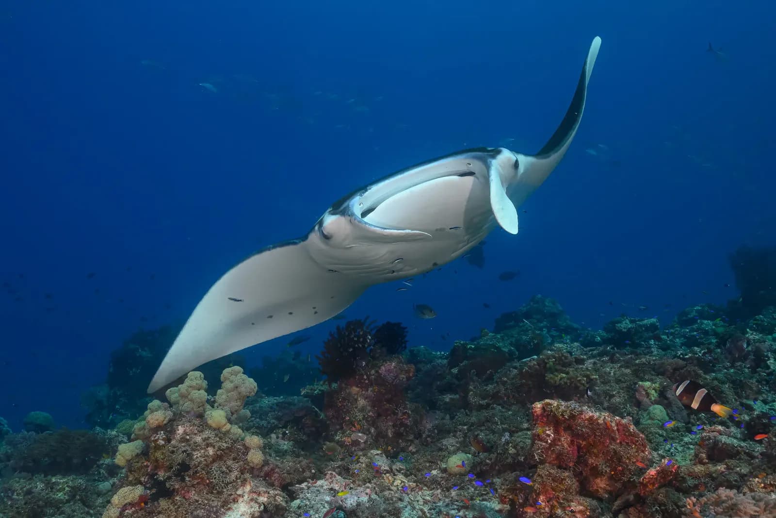 Manta Ray