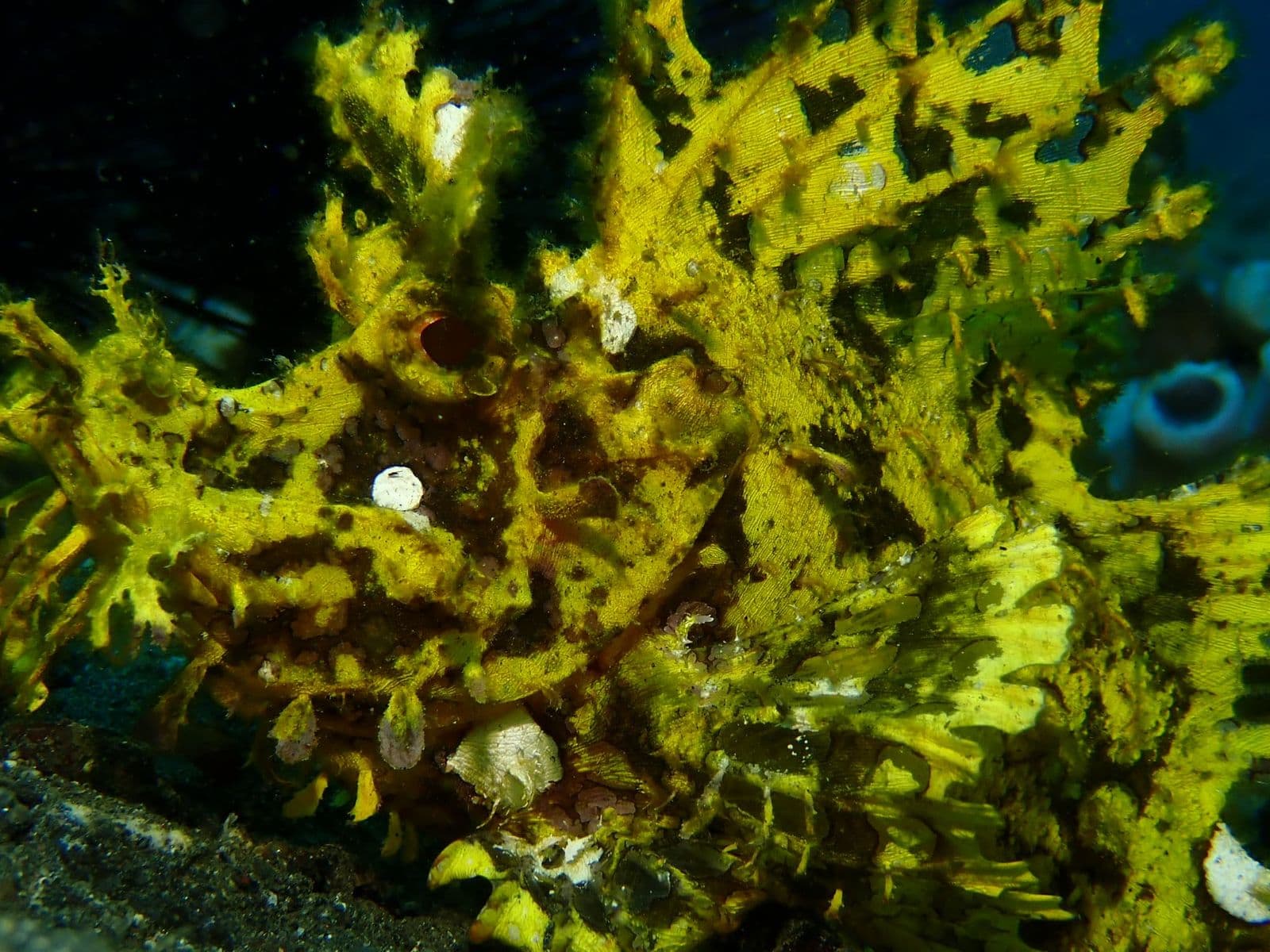 Yellow Rhinopia close up
