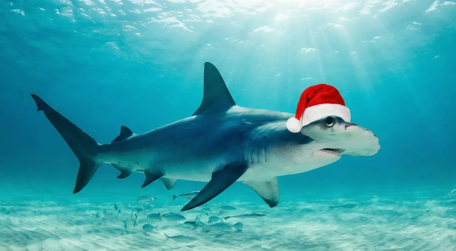 Hammerhead Santa