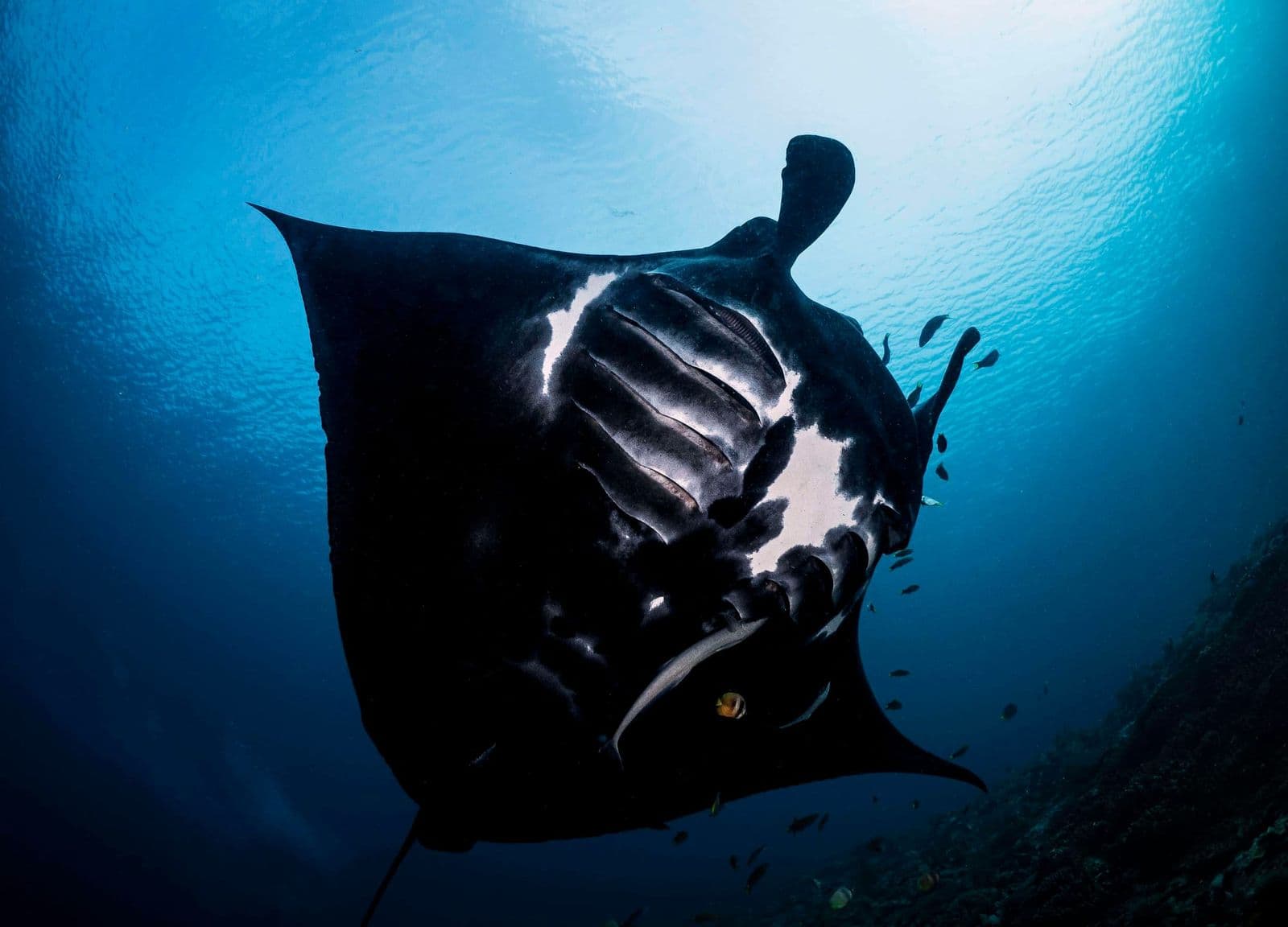 Black manta ray