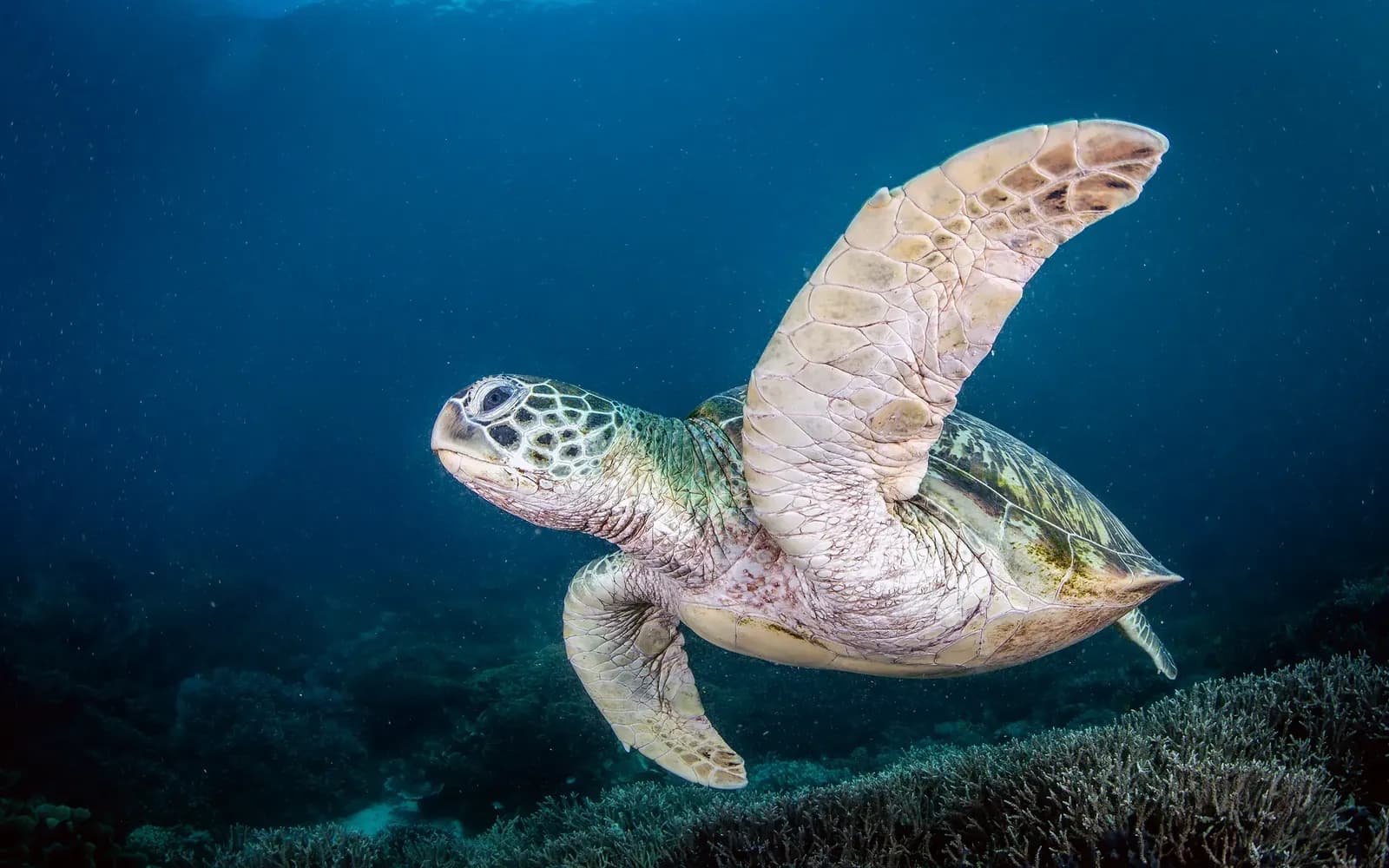 Green Sea Turtle Komodo