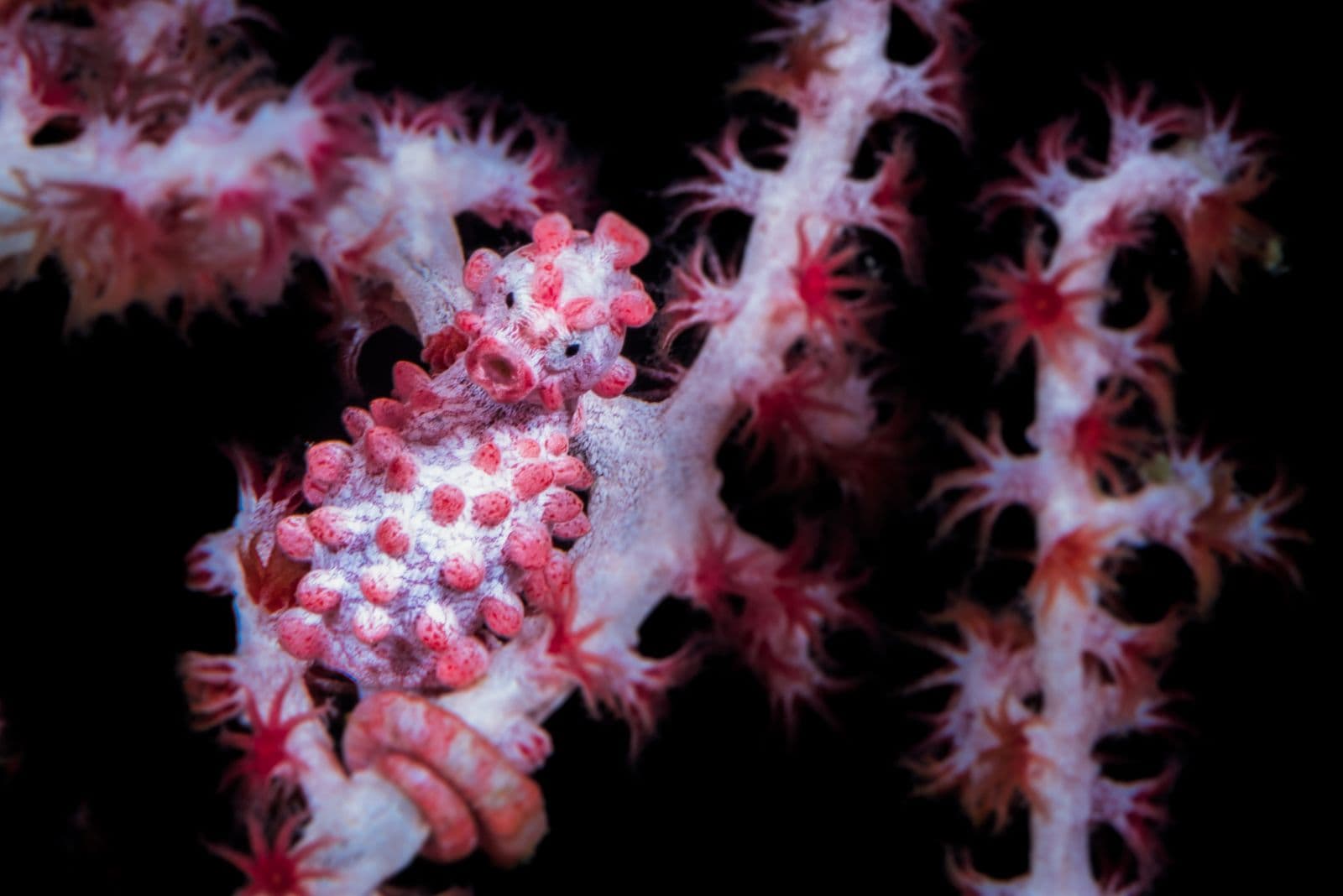 Pigmy Seahorse on Sea Fan