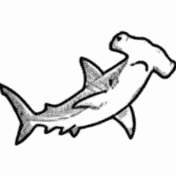 Hammerhead Sharks