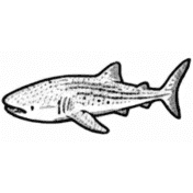 Whale Sharks