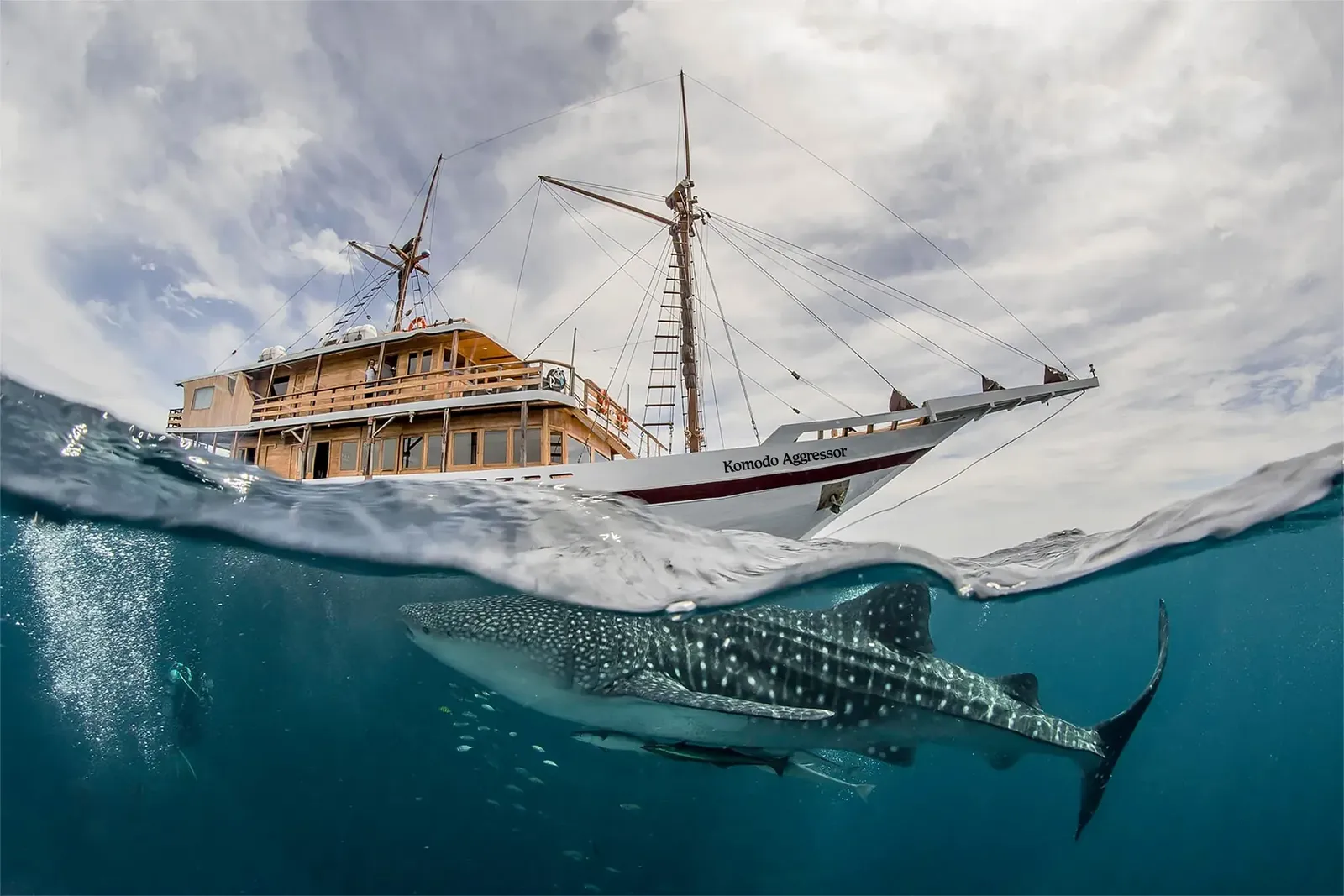 Komodo Aggressor liveaboard – whale shark underwater with vessel above – Indonesia