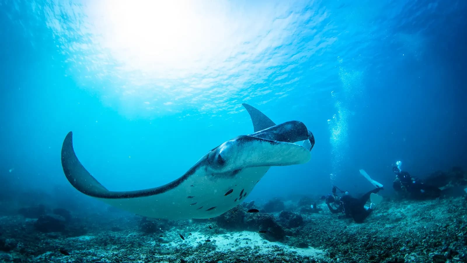 Manta ray Komodo