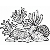 Magnifiques récifs coralliens