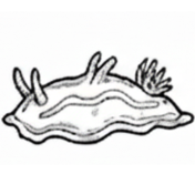 Macrofaune