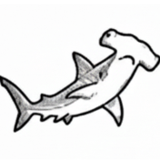 Requins-marteaux