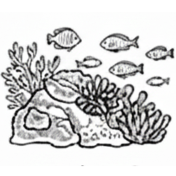Poissons de récif