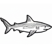 Requins de récif