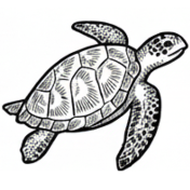 Tortues marines