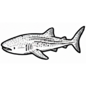 Requins-baleines